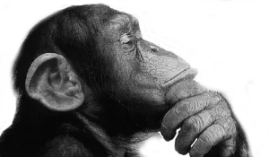 Thinking Monkey - Scruffymonkey Web Design Bolton