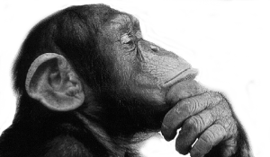 Scruffymonkey Website Design Bolton